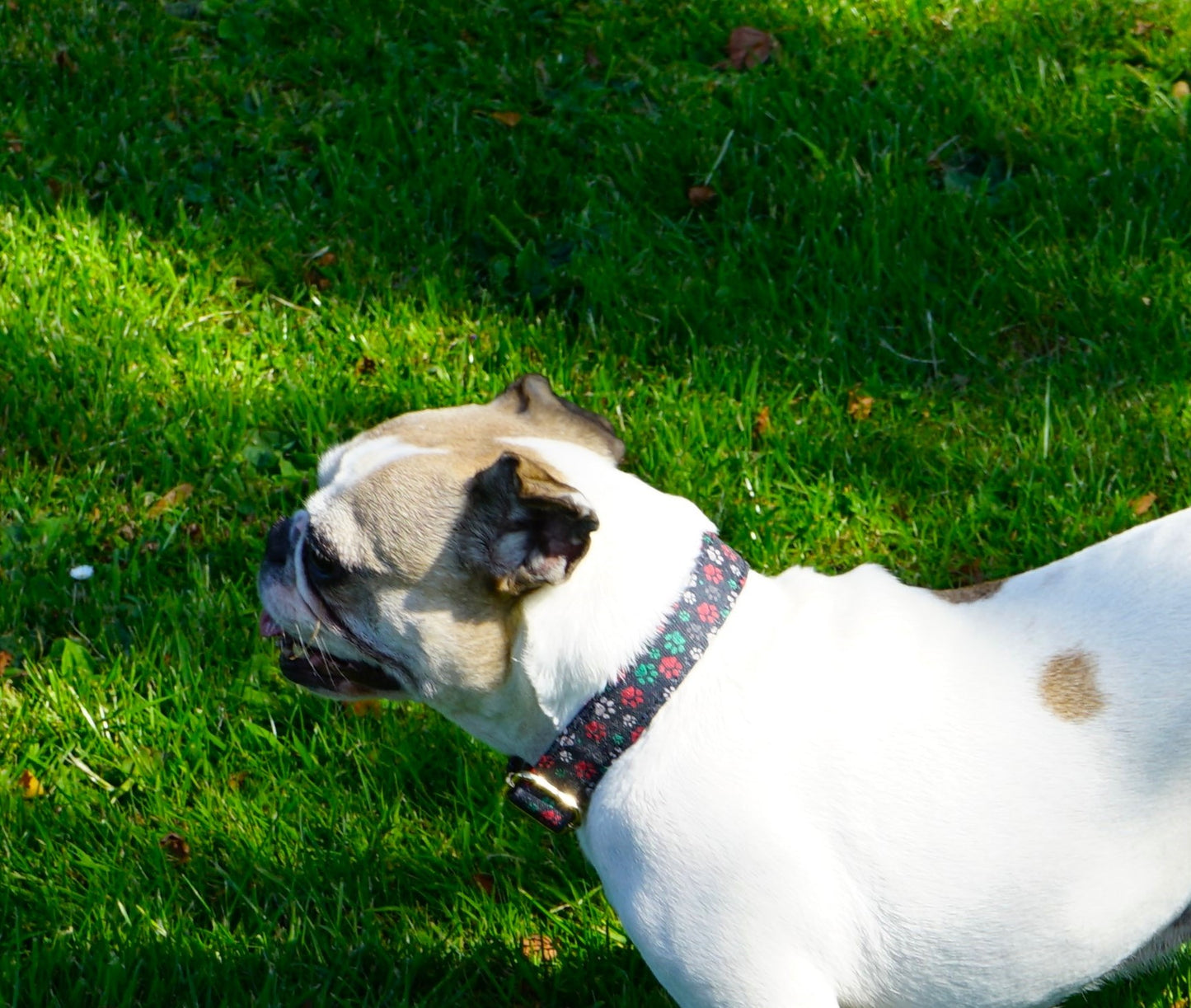 Colourful Paws Design Dog Collar