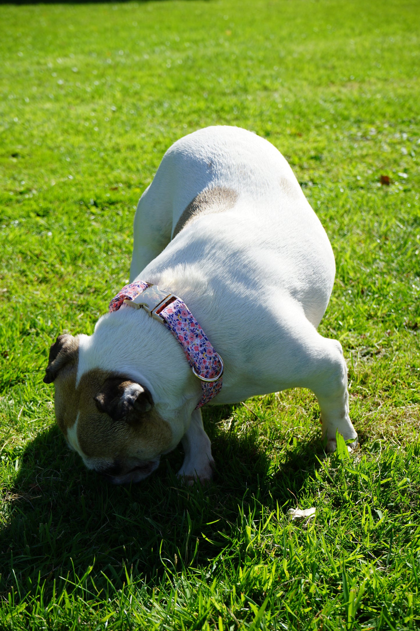 Summer Flowers Design Dog Collar