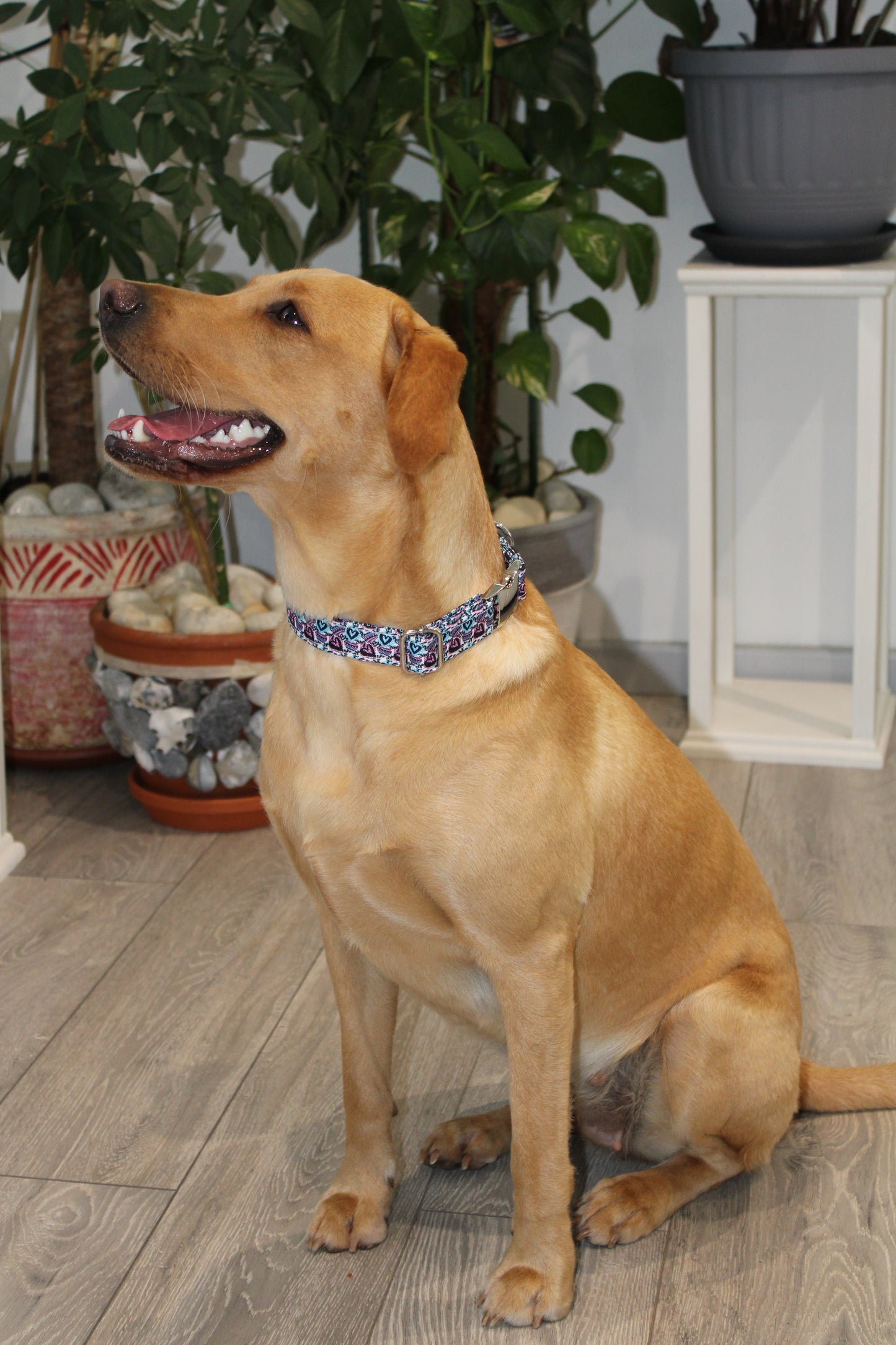 Love Heart Design Dog Collar