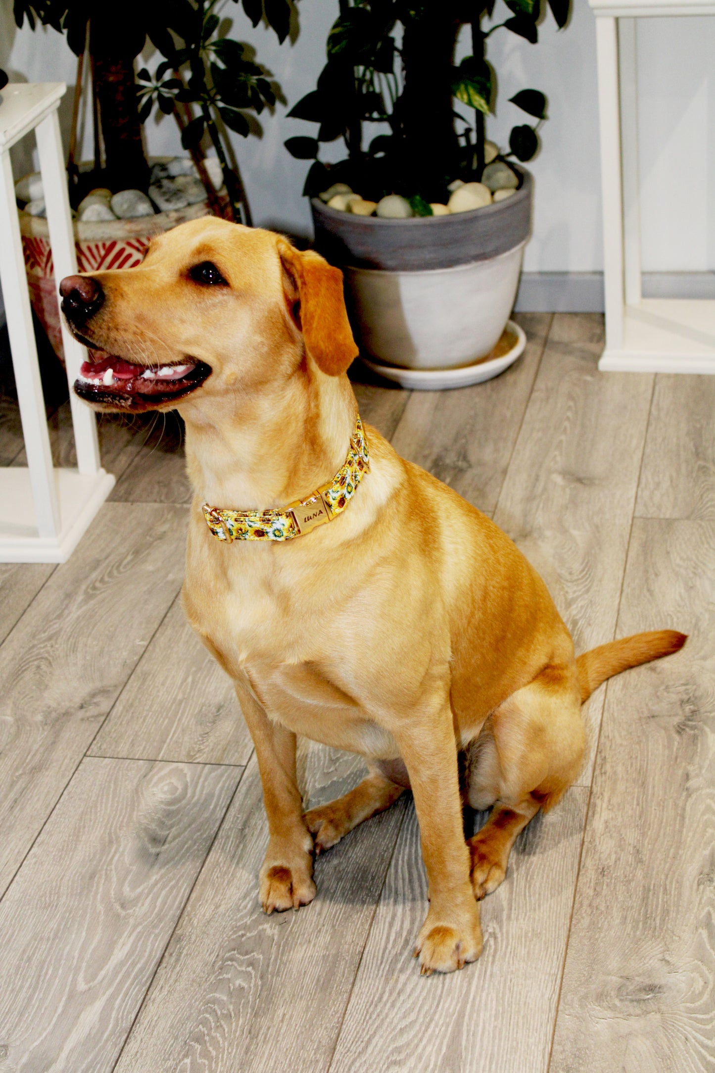 Sunflower Design Dog Collar