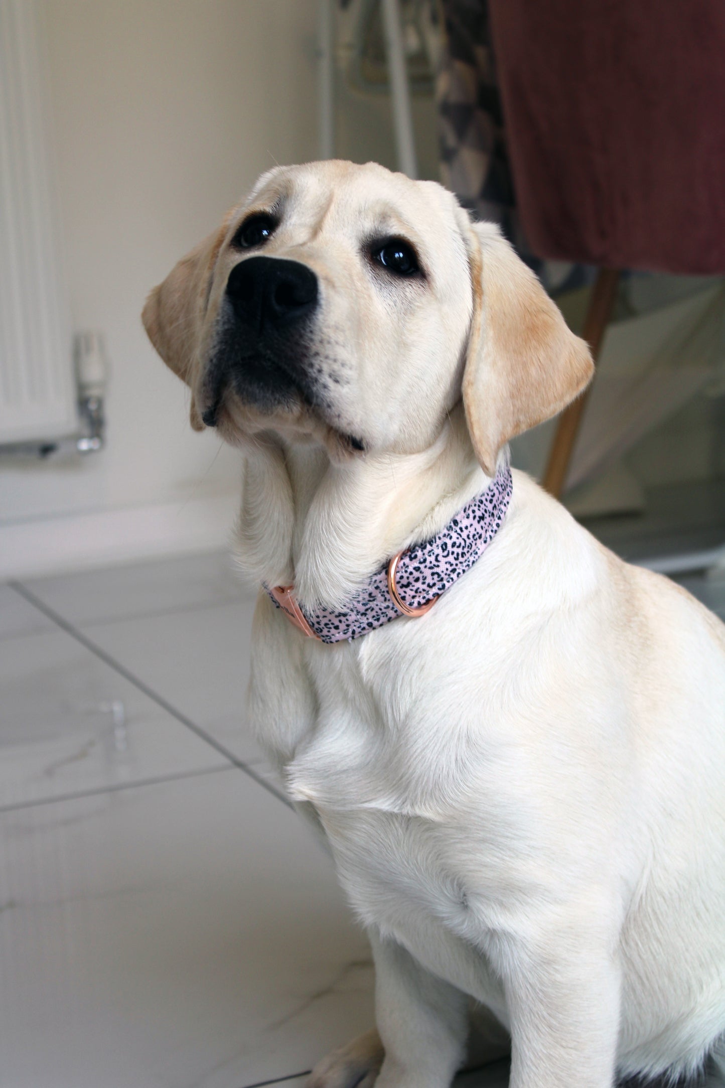 Animal Print Leopard Dog Collar