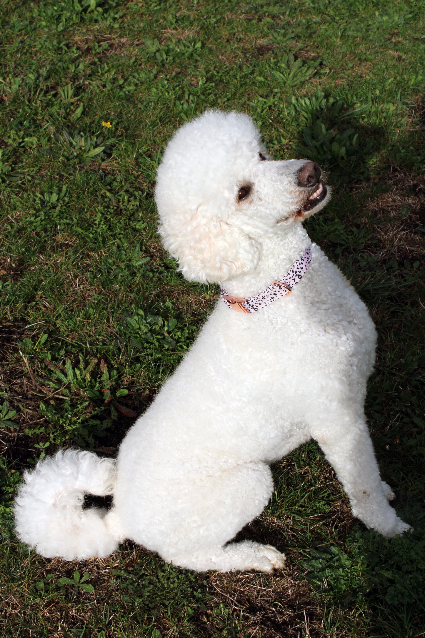 Animal Print Leopard Dog Collar