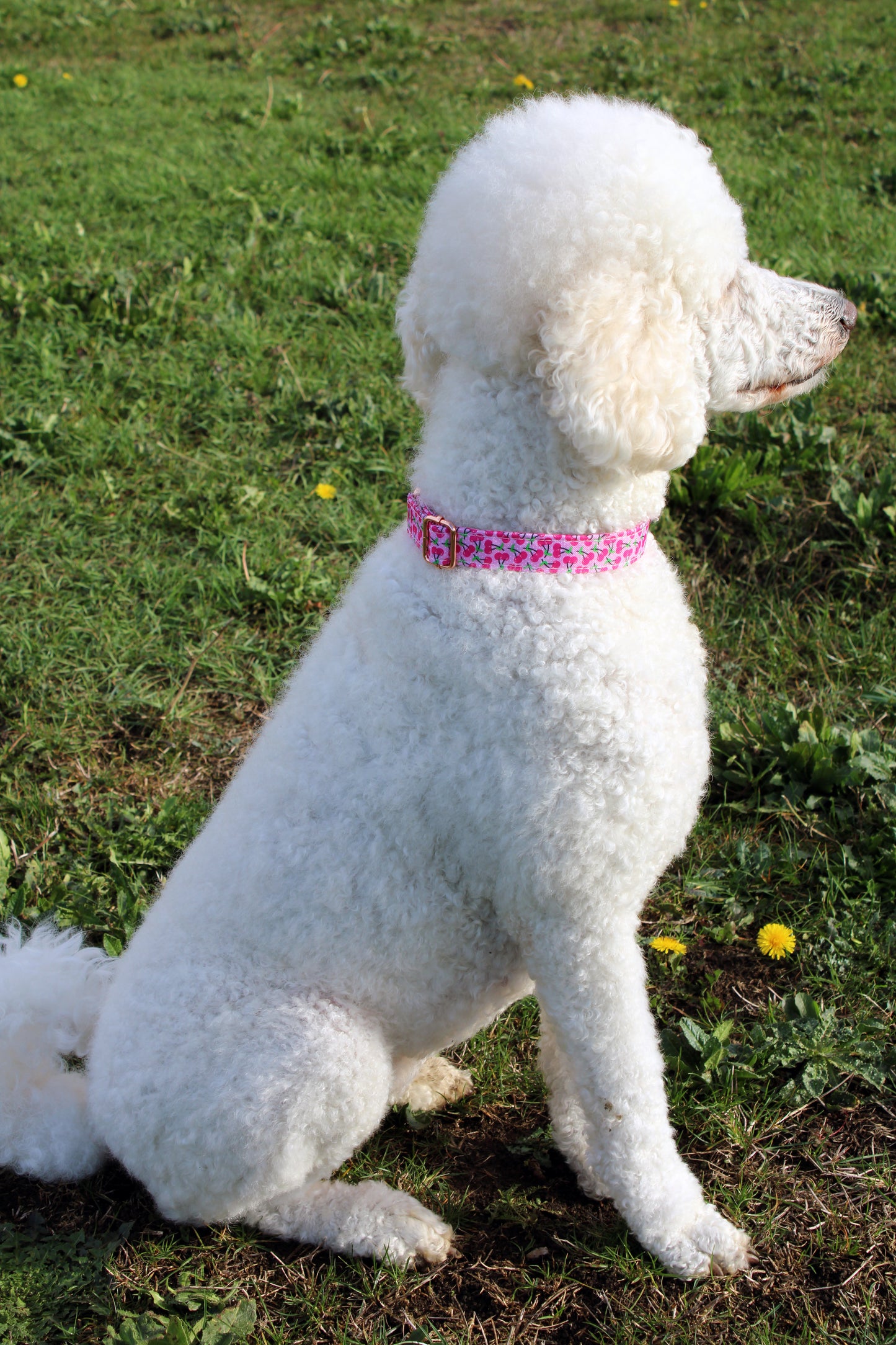 Pink Cherry Design Dog Collar