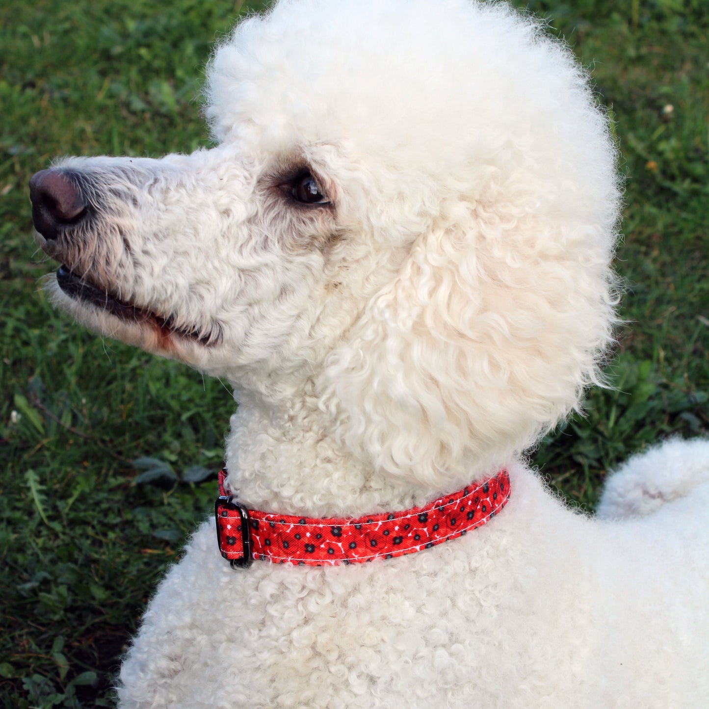 Remembrance Day Red Poppy Dog Collar