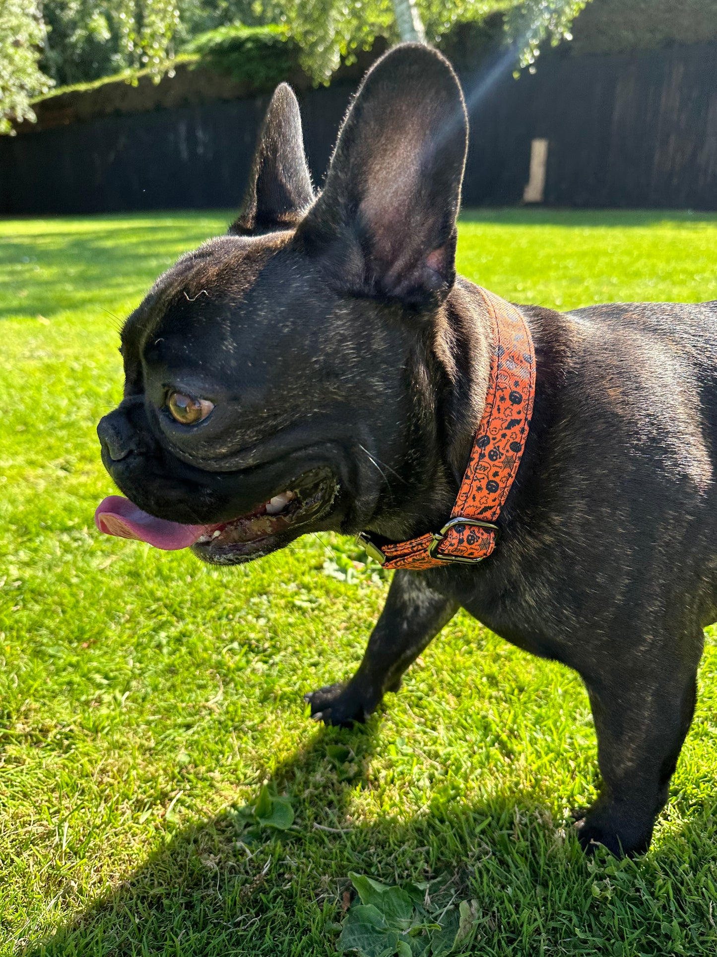 Halloween Orange Pumpkin Dog Collar