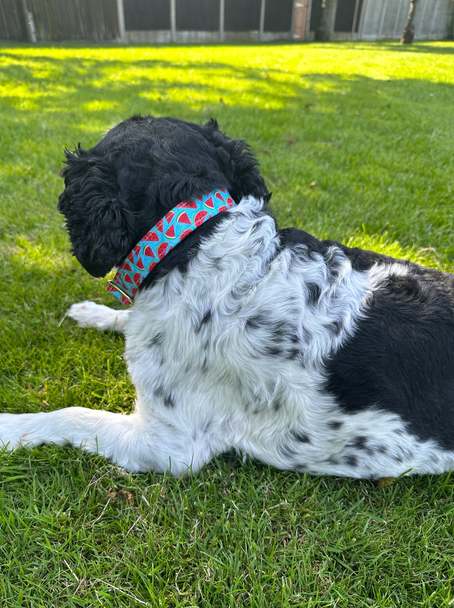 Watermelon Design Dog Collar