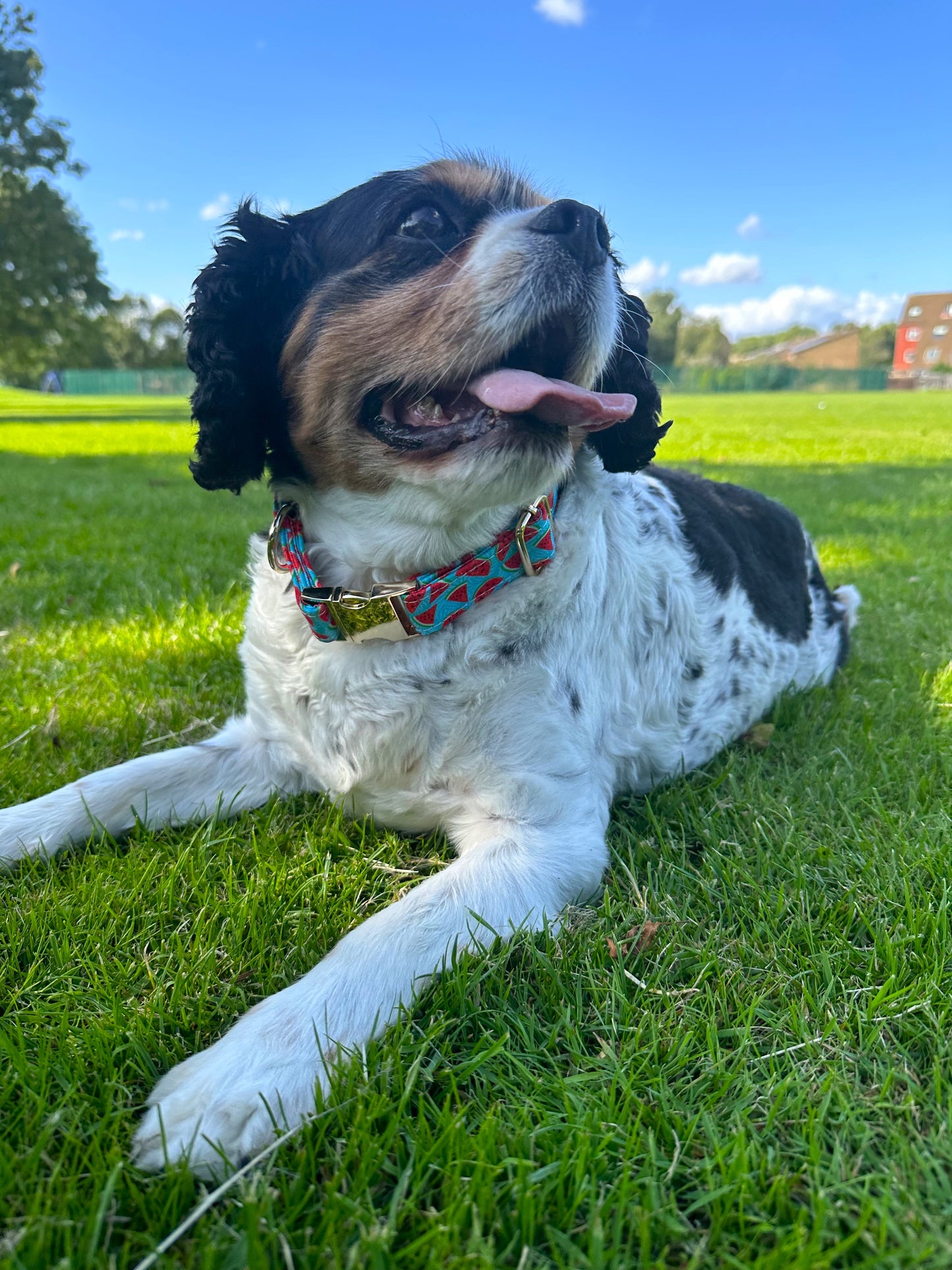 Watermelon Design Dog Collar