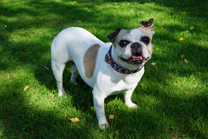 Vintage Floral Dog Collar