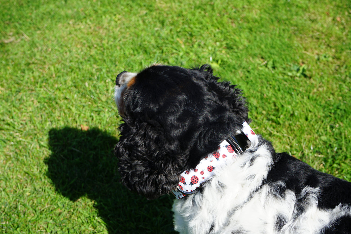 Ladybug Design Dog Collar