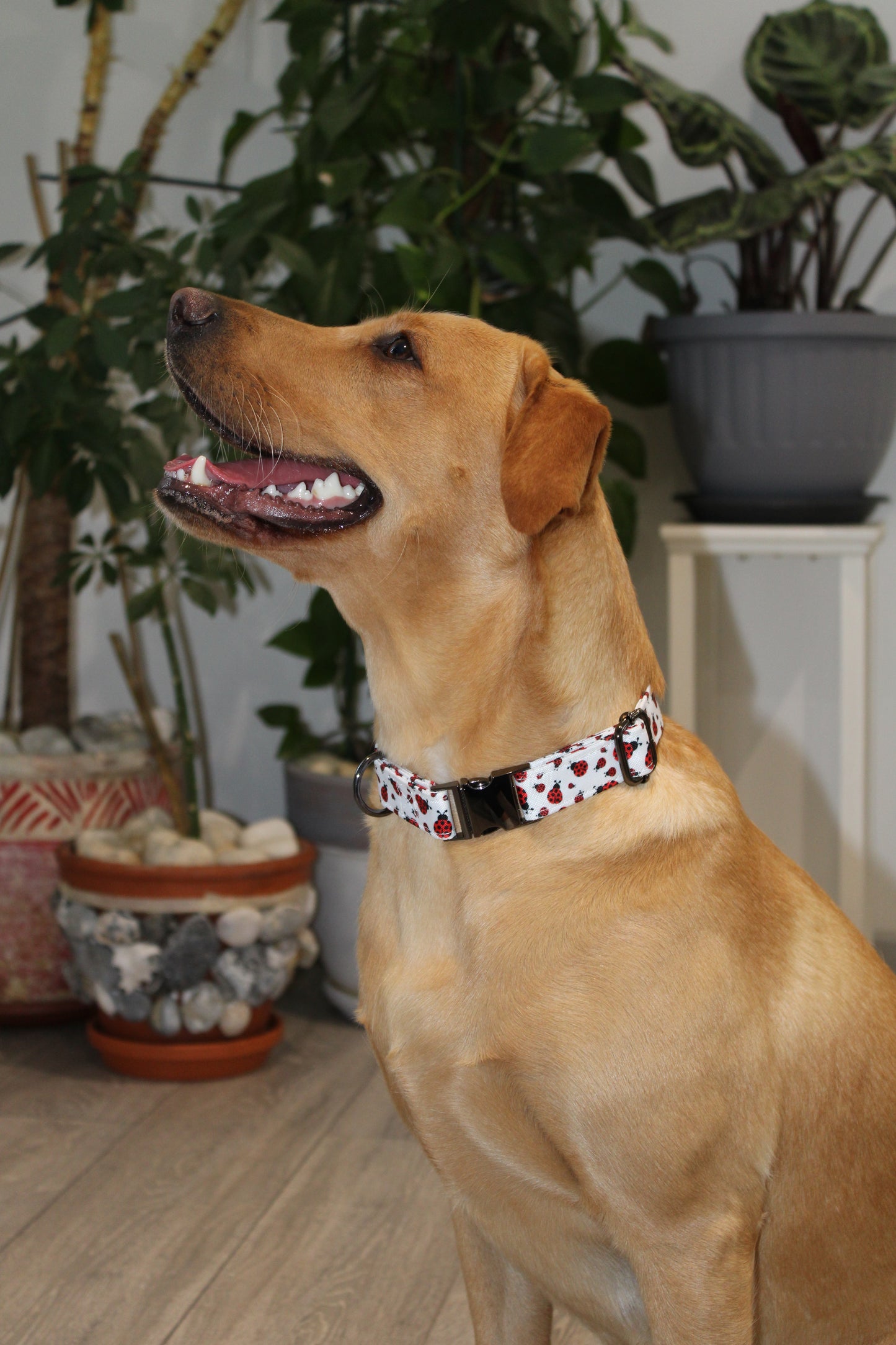 Ladybug Design Dog Collar