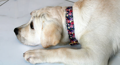 Vintage Floral Dog Collar