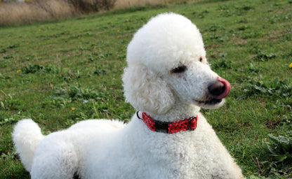 Remembrance Day Red Poppy Dog Collar