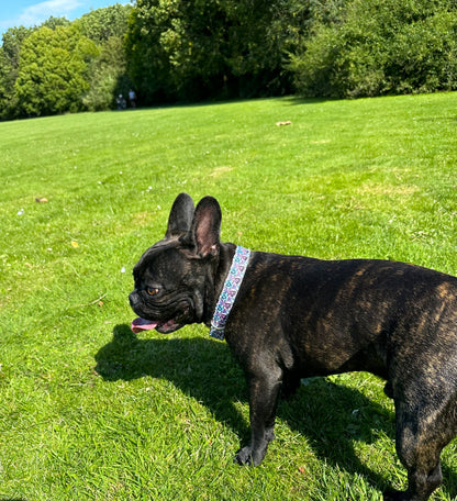 Love Heart Design Dog Collar